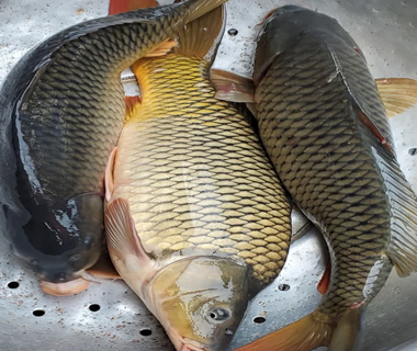 Punjabi Fish