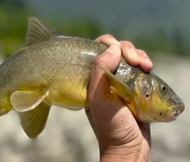 Kashmiri Fish