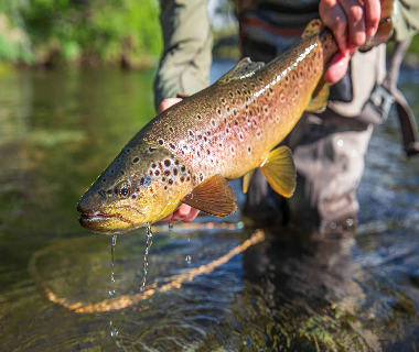 Trout Fish